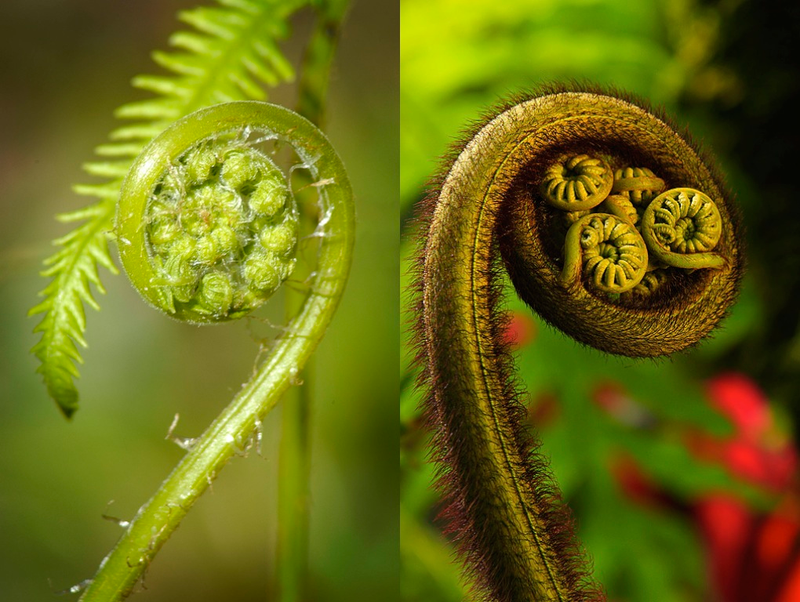 Illustration for article titled Incredible Photographs of Fractals Found in the Natural World